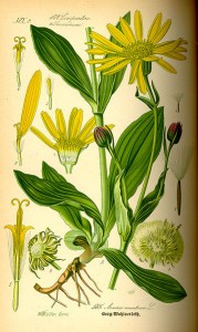 Homeopathic remedy: Arnica montana