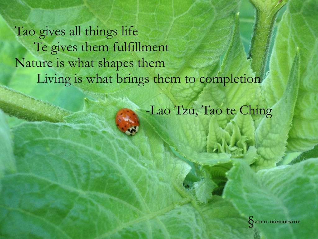 ladybug tao quote