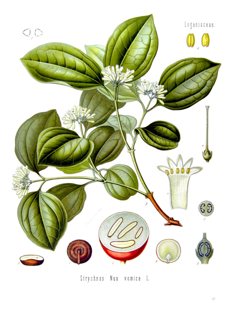 nux vomica for mild indigestion