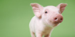 Homeopathy as a replacement to antibiotics in…piglets!