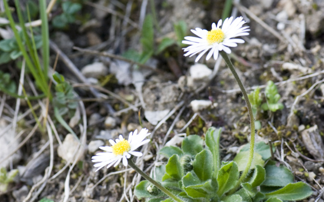 Remedy spotlight: Bellis perennis for overexertion