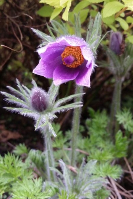 Pulsatilla homeopathic remedy for mild indigestion